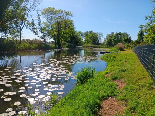 Blick vom Bootssteg auf den Altenplathower Altkanal